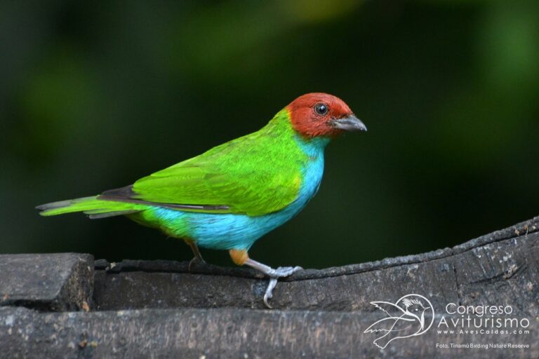 Aves Caldas Tinamu Birding 04 768x512