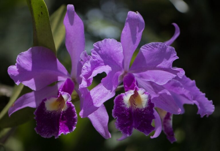 another variety of the 768x529